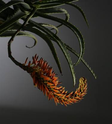 Original Fine Art Botanic Photography by Jac de Villiers
