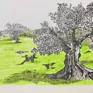Olive tree
