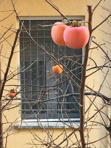 Persimmons from the bathroom window - thumb