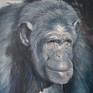 Portrait d'un grand singe
Huile sur toile
100x73cm
2020
