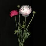 2270 - Limited Edition of 10 by Ann Eaty