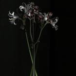 2310 - Limited Edition of 10 by Ann Eaty