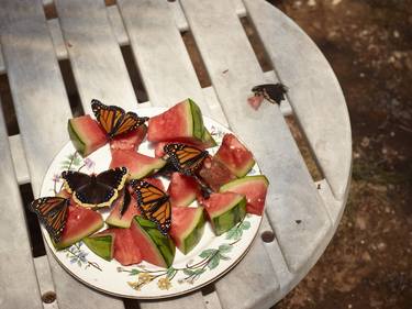 Monarch Butterflies and Watermelon - Limited Edition of 10 thumb