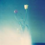 wilted by time - Limited Edition 1 of 1 by Jörgen Axelvall