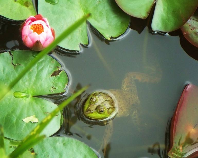 lily pads frog