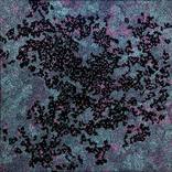 Midnight Confetti by Jennifer Bell