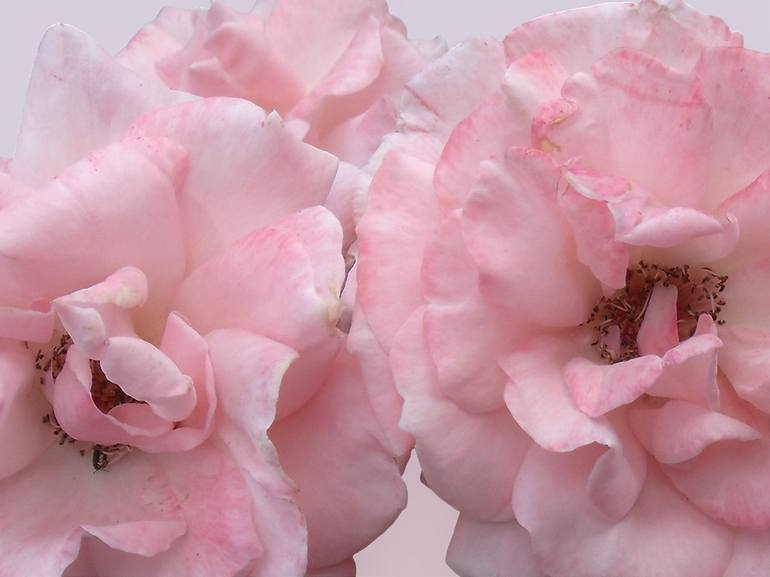 Powder Pink Roses - Print