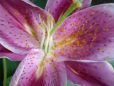 Pink Pollen-dusted Lily thumb