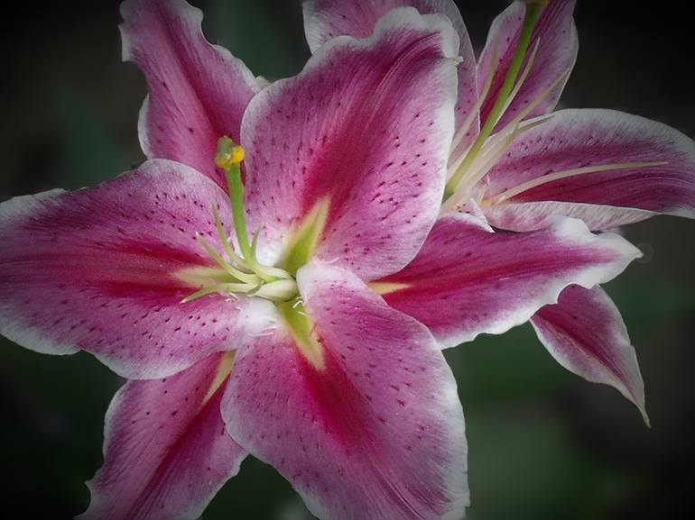 Pink-spotted Lilies - Print