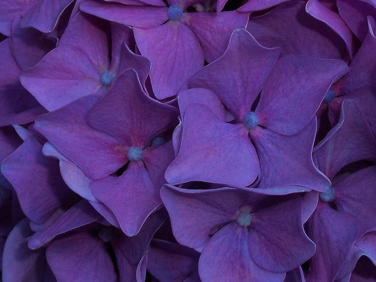 Purple Hydrangea Flowers - Print