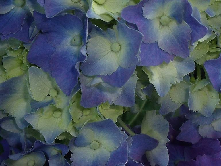 Blue and Yellow Hydrangea - Print