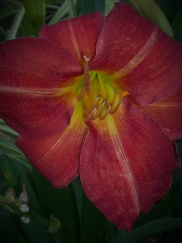 Deep Red Lily thumb