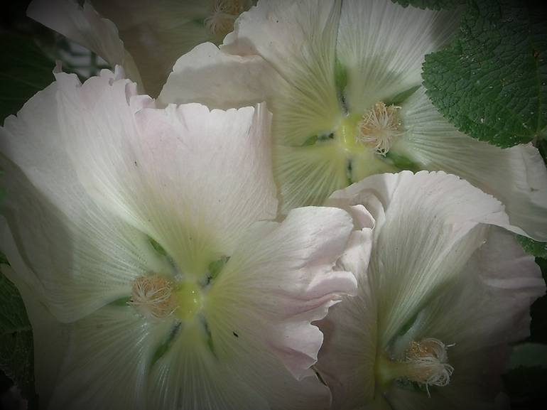 White Hollyhock Flowers - Print