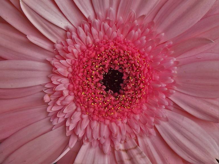 Print of Floral Photography by Holly Winters