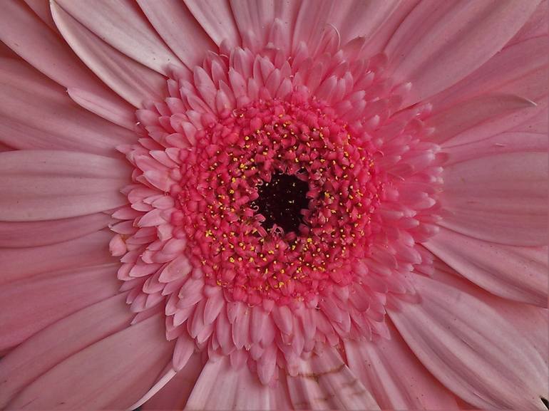 Original Photorealism Floral Photography by Holly Winters