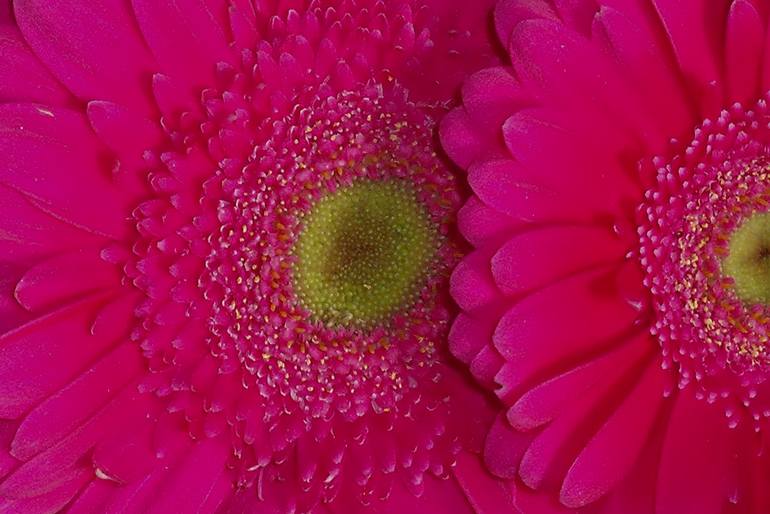 Hot Pink Gerberas - Print