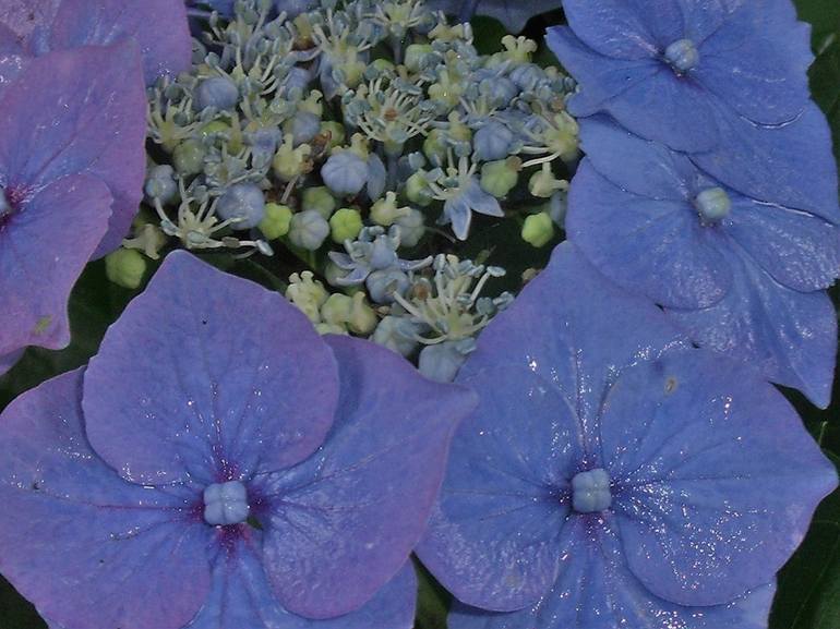 Wet Blue Hydrangea Flowers - Print