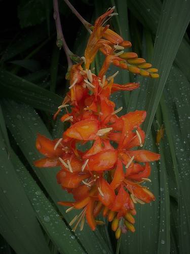 Orange Flowers with Raindrops thumb