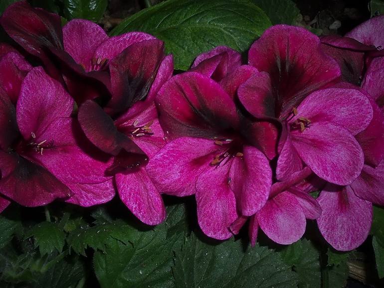 Row of Dark Pink Geranium - Print