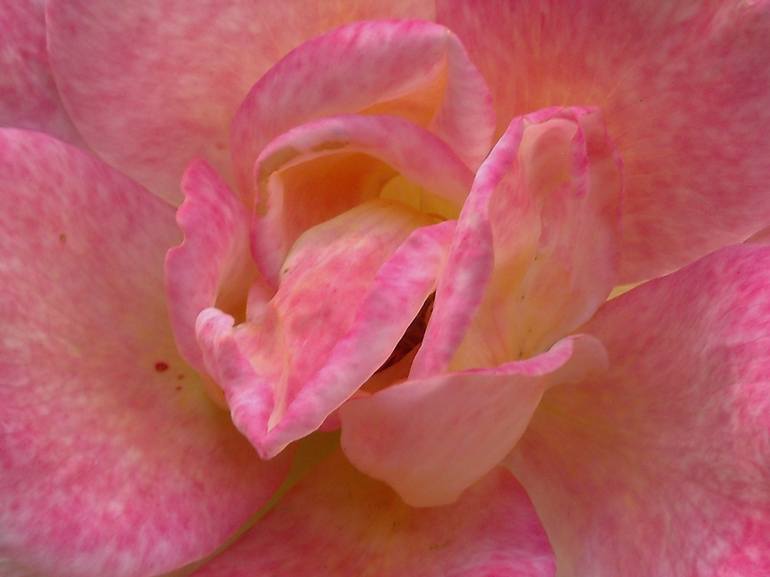 Speckled Coral Pink Rose - Print