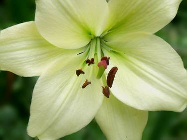Pale Yellow Lily thumb
