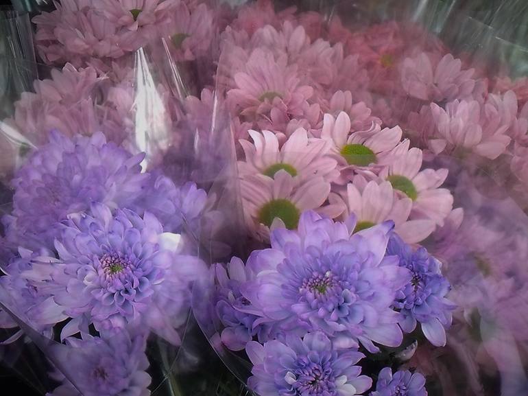 Mauve and Pink Daisy Mum Bouquets - Print