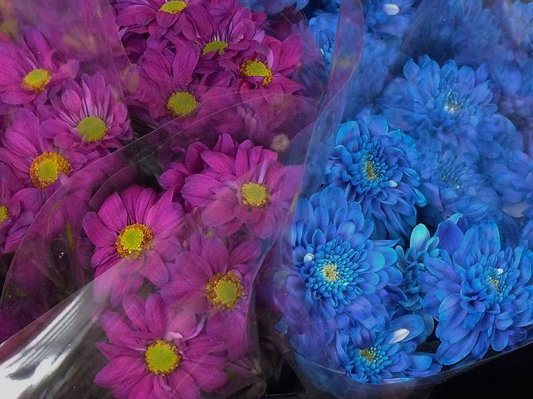 Hot Pink and Blue Mum Bouquets - Print