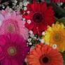 Collection Gerberas