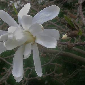 Collection White Magnolia Blossom