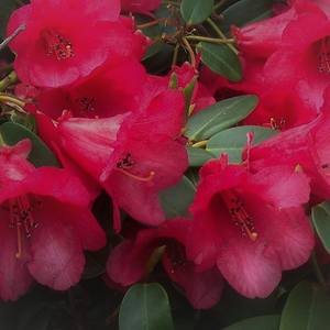 Collection Red Rhododendron