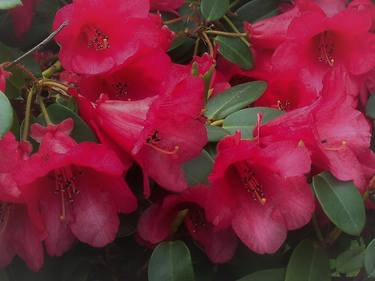 Red Rhododendron Blossoms thumb