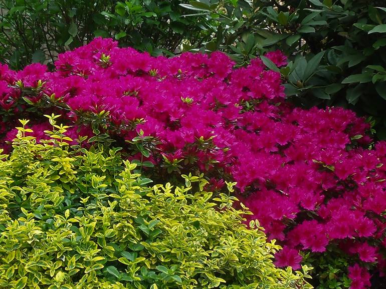 Fuchsia Rhododendron Bush - Print