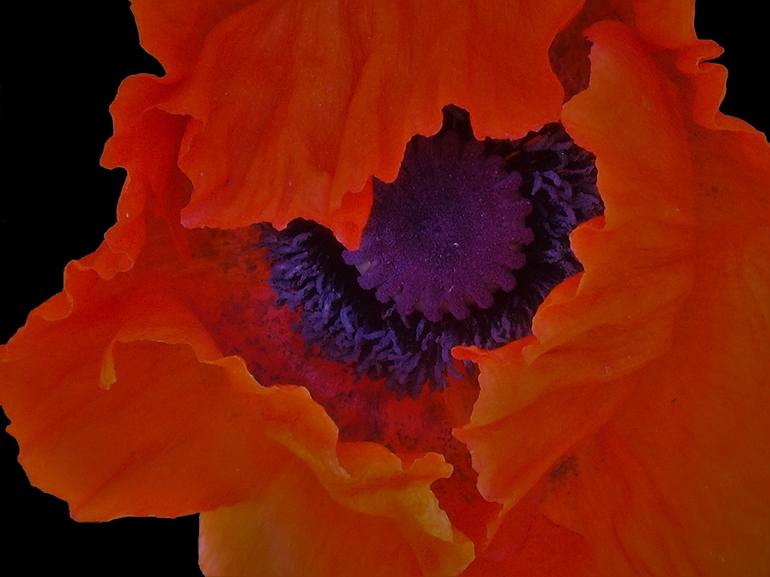 Vibrant Orange Poppy - Print