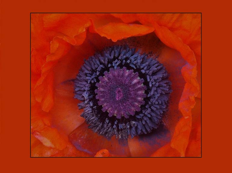 Vibrant Orange Poppy II - Print