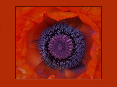 Vibrant Orange Poppy II thumb