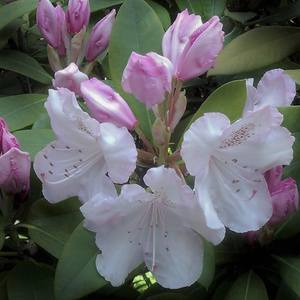 Collection White Rhododendron
