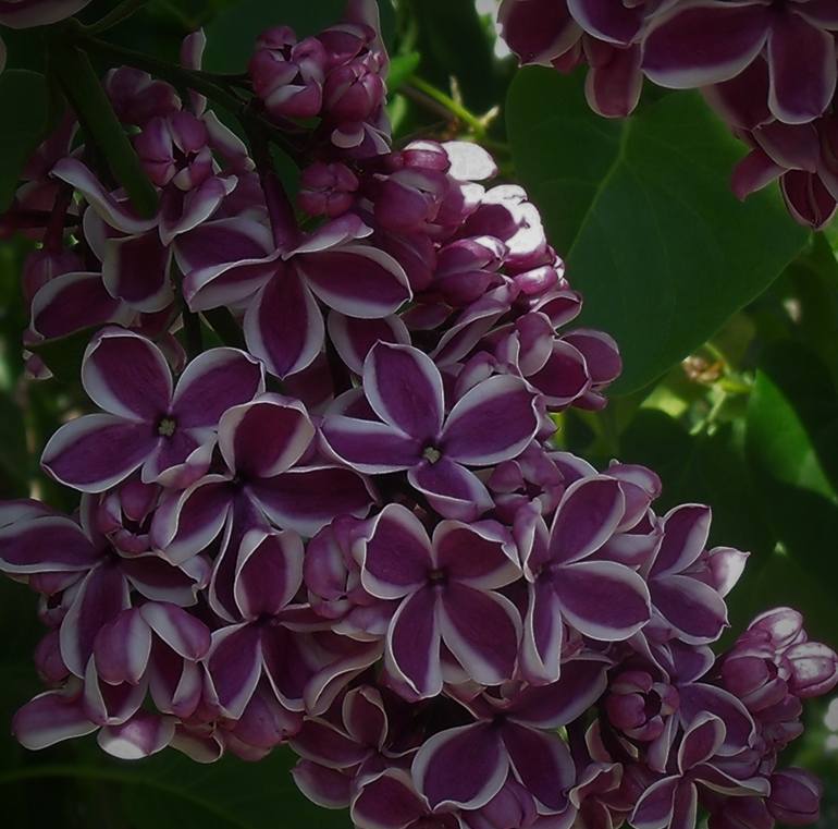 Plum and White Striped Lilacs - Print