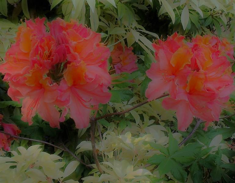 Coral Orange Azalea Balls - Print