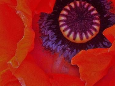 Vibrant Orange Poppy III thumb