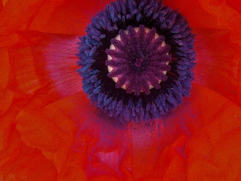 Vibrant Orange Poppy IV - Print