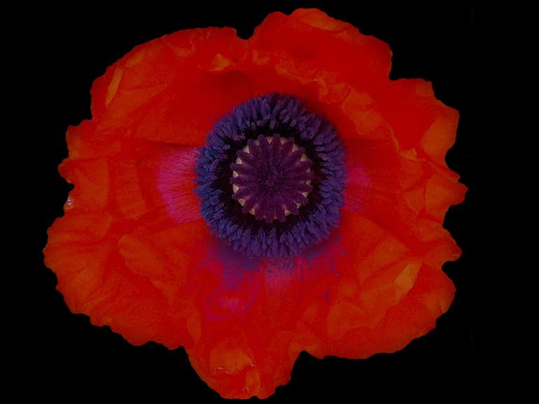 Vibrant Orange Poppy V - Print