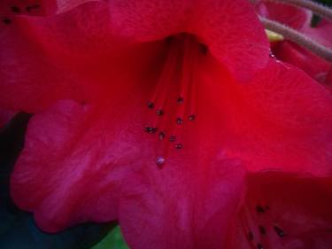 Vivid Red Rhododendron thumb