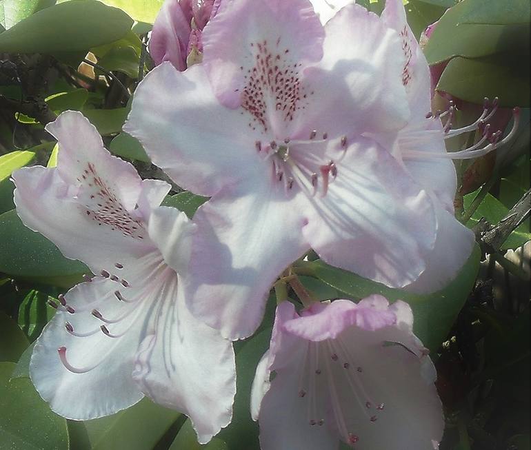 White Rhododendron III - Print