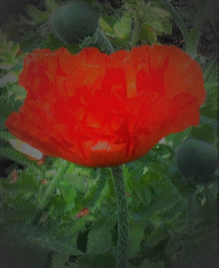 Papaver - Print