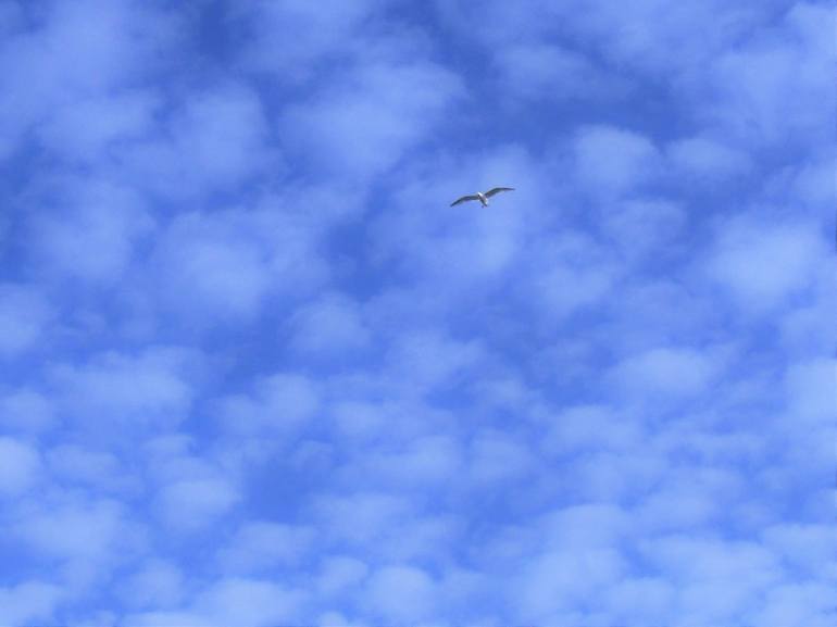 Seagull Flying Under Clouds - Print