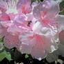 Collection White Rhododendron