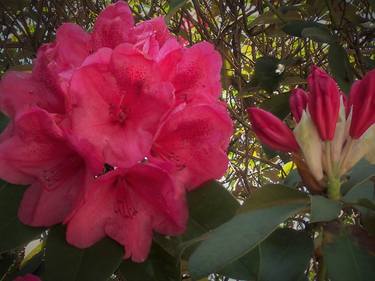 Light Red Rhododendron III thumb