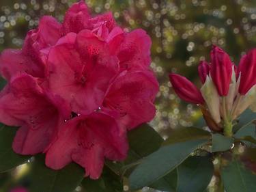 Light Red Rhododendron IV thumb