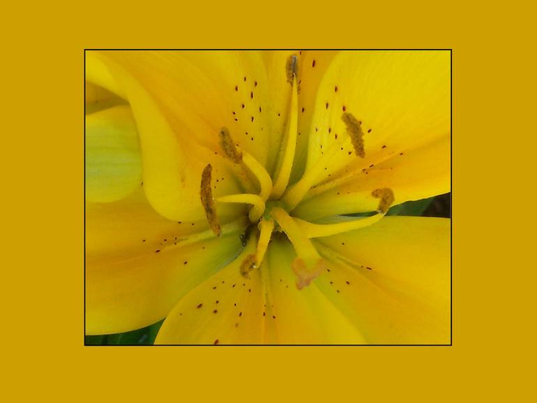 Golden Yellow Lily - Print