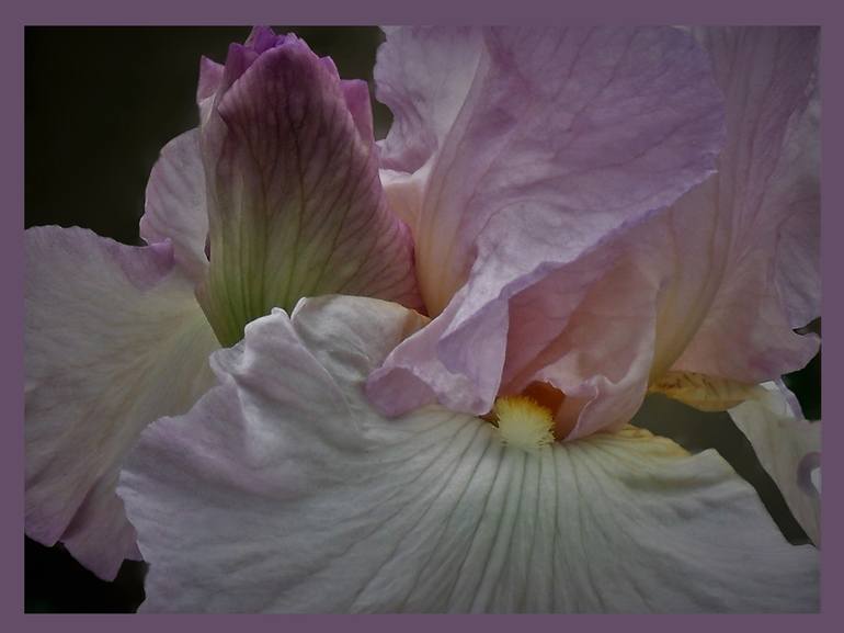 Lavender Bearded Iris - Print